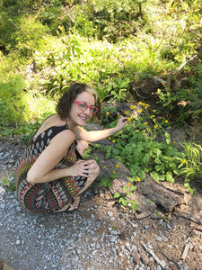 Wild Harvesting Arnica Flowers 